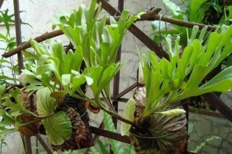 Manfaat Tanaman Tanduk Rusa