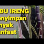 Manfaat Tanaman Tebu Ireng