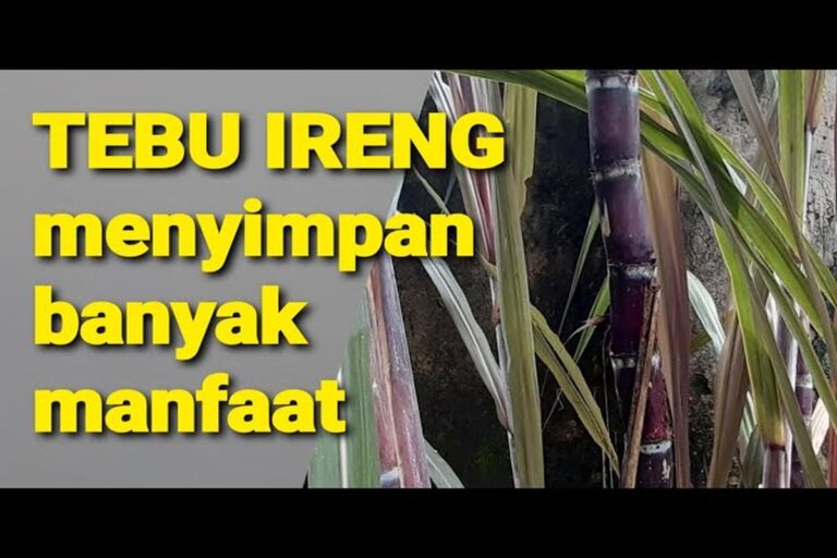 Manfaat Tanaman Tebu Ireng