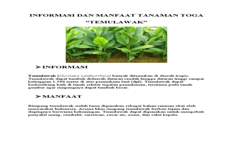 Manfaat Tanaman Toga