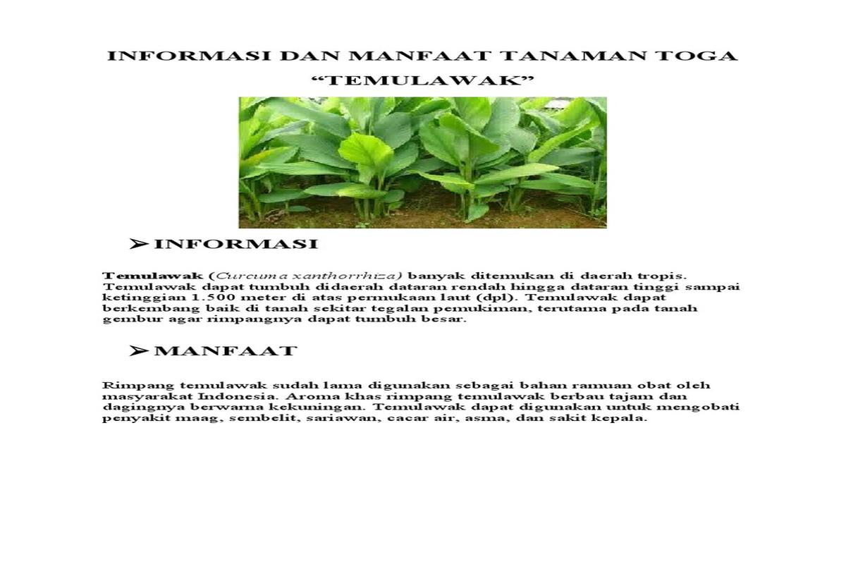 Manfaat Tanaman Toga
