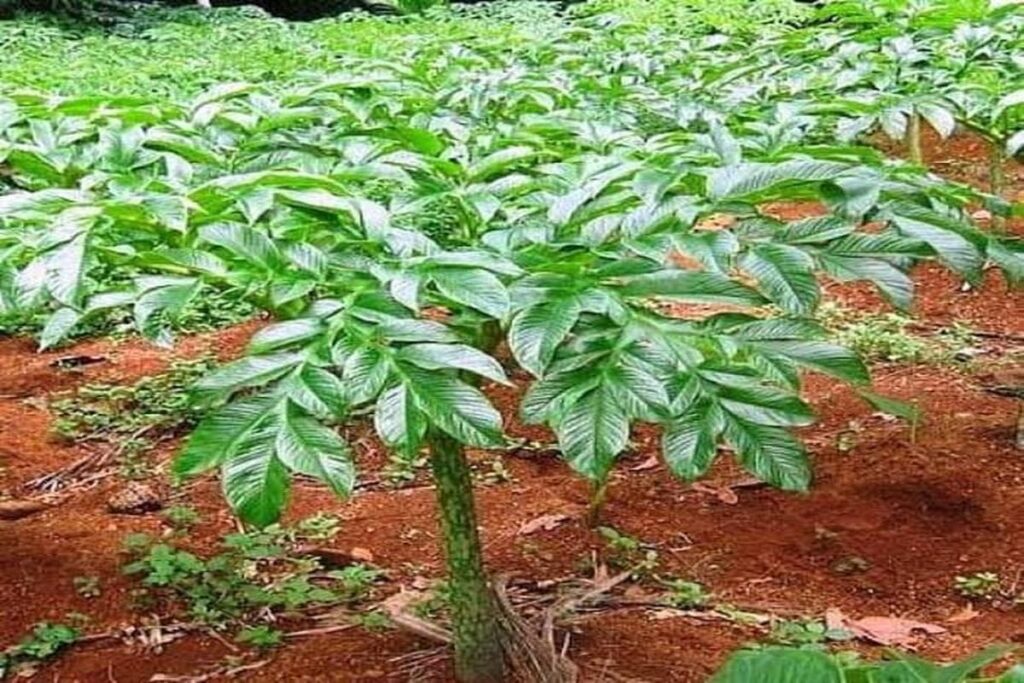 Manfaat Tanaman Umbi