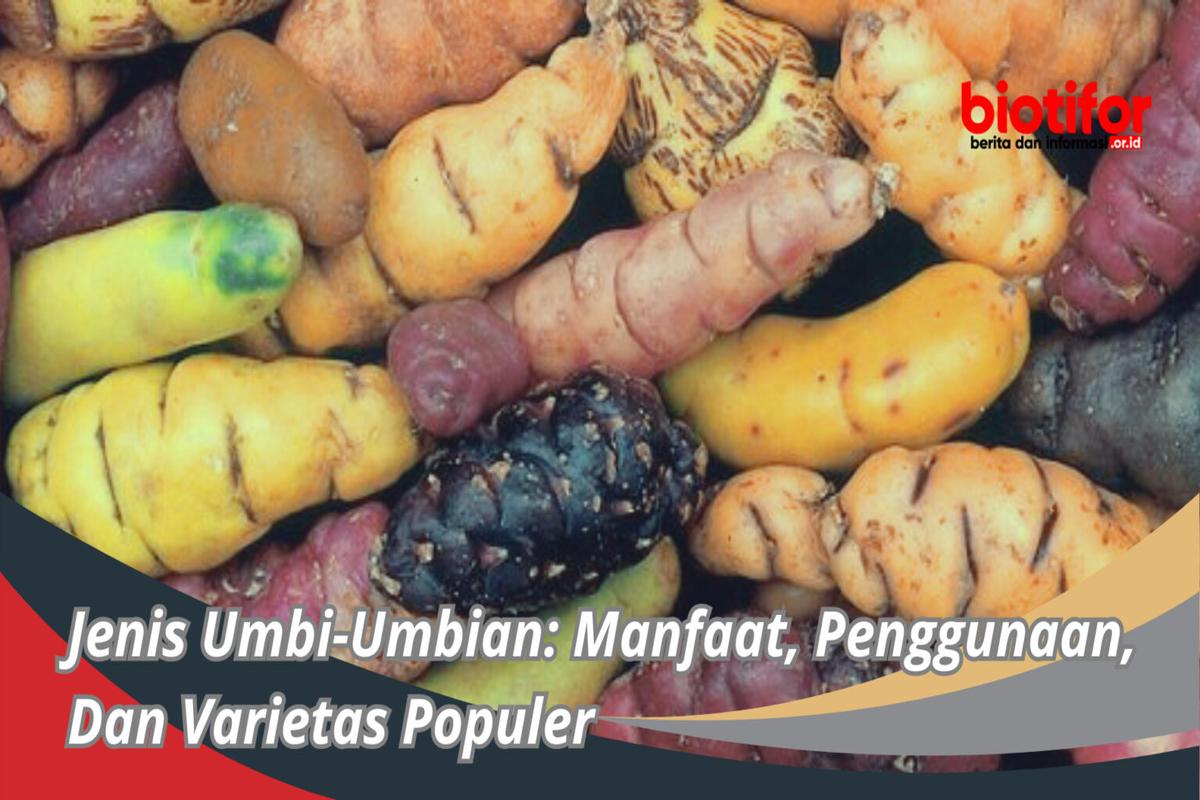 Manfaat Tanaman Umbi-Umbian