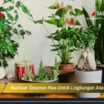 Manfaat Tanaman Untuk Lingkungan
