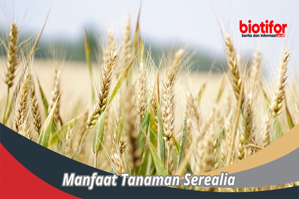 Manfaat Tanaman Untuk Manusia