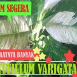 Manfaat Tanaman Varigata