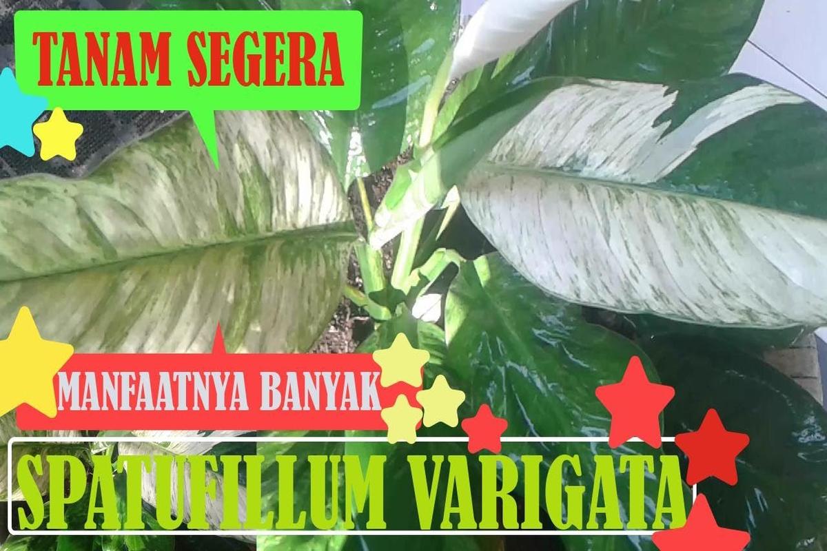 Manfaat Tanaman Varigata