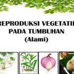 Manfaat Tanaman Vegetatif