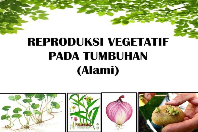 Manfaat Tanaman Vegetatif