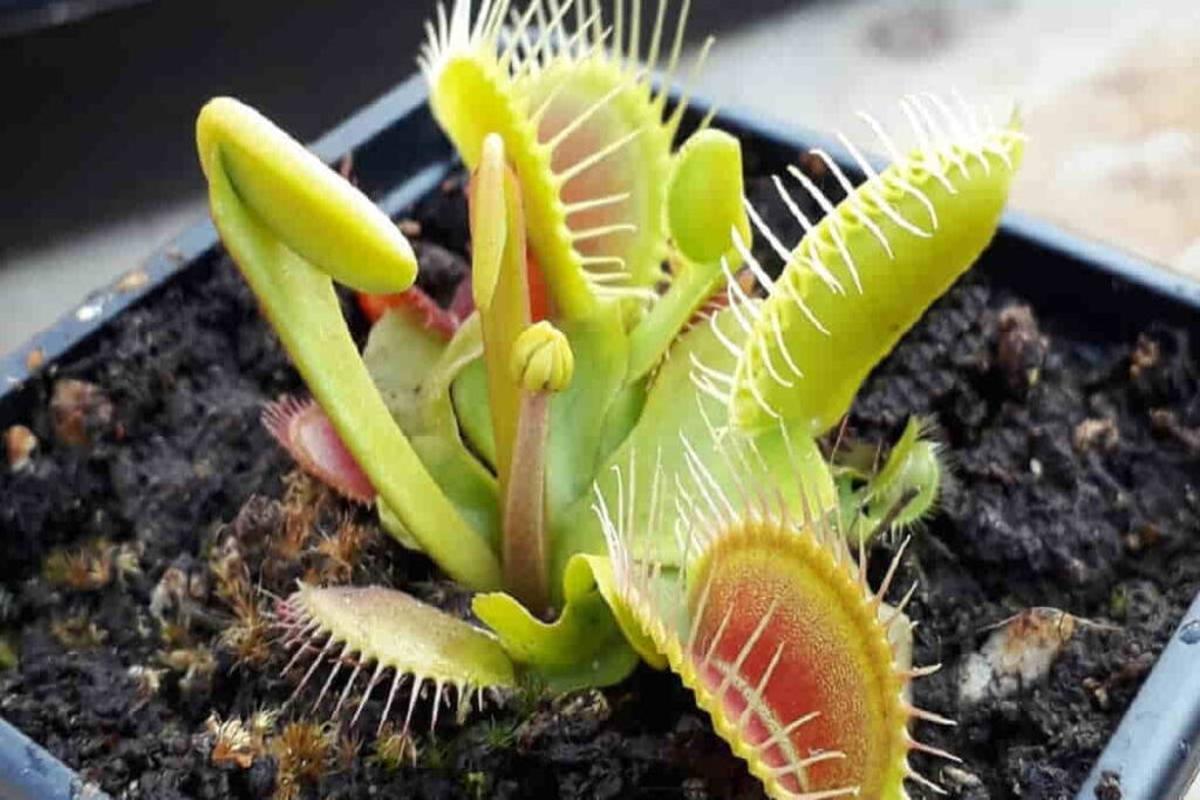 Manfaat Tanaman Venus Flytrap