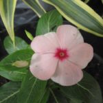 Manfaat Tanaman Vinca