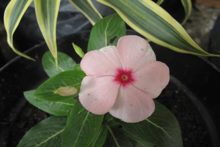 Manfaat Tanaman Vinca