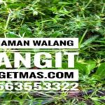 Manfaat Tanaman Walang Sangit
