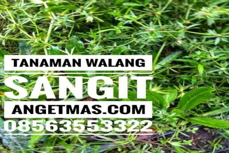 Manfaat Tanaman Walang Sangit