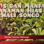 Manfaat Tanaman Walisongo