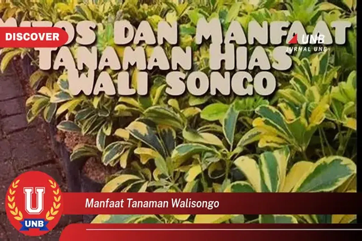 Manfaat Tanaman Walisongo
