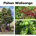 Manfaat Tanaman Walisongo Hijau