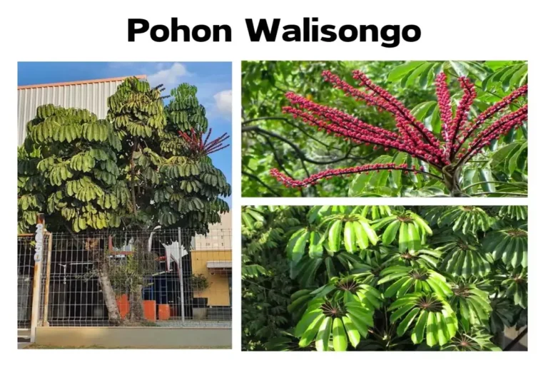 Manfaat Tanaman Walisongo Hijau