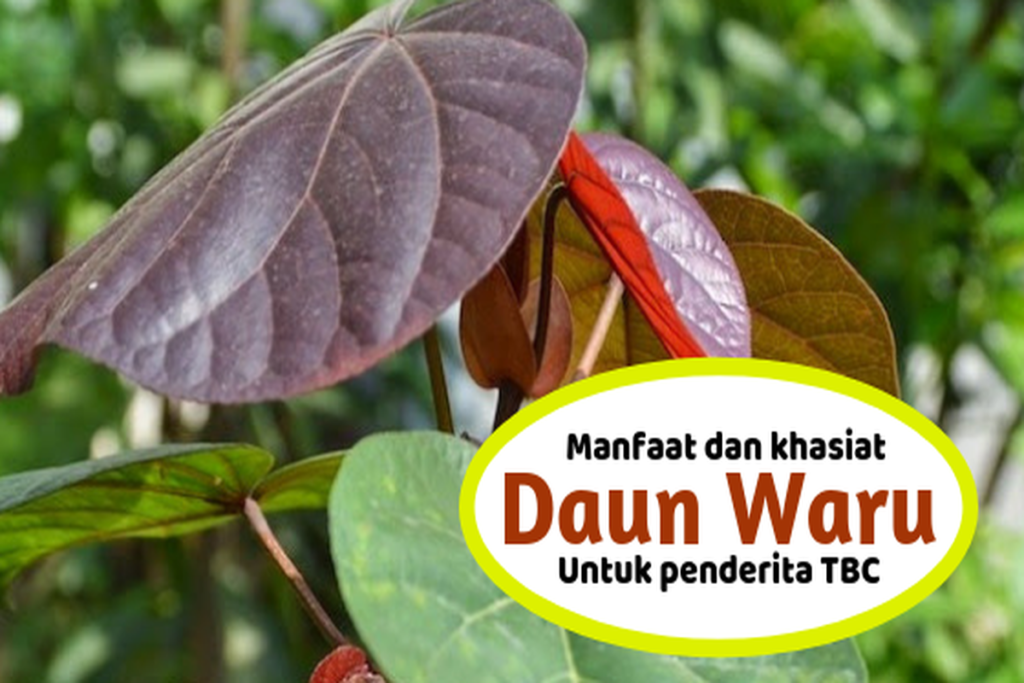 Manfaat Tanaman Waru