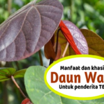 Manfaat Tanaman Waru