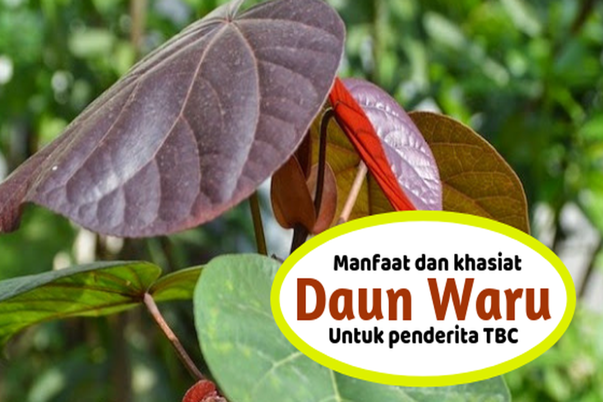 Manfaat Tanaman Waru