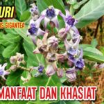 Manfaat Tanaman Widuri