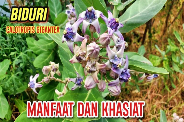 Manfaat Tanaman Widuri
