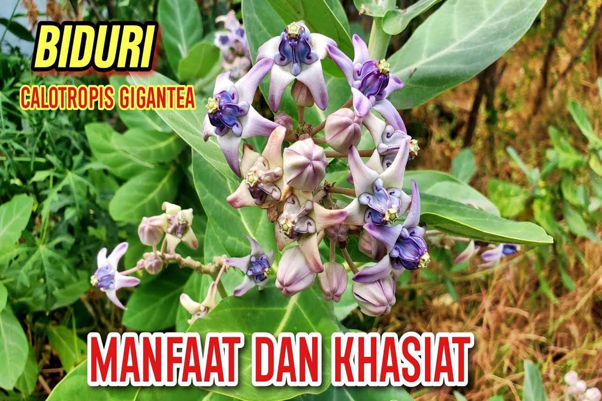 Manfaat Tanaman Widuri