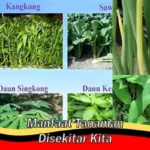 Manfaat Tanaman Yang Bisa Kita Rasakan Yaitu Sebagai