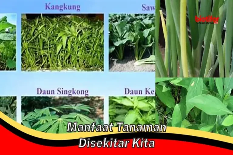 Manfaat Tanaman Yang Bisa Kita Rasakan Yaitu Sebagai