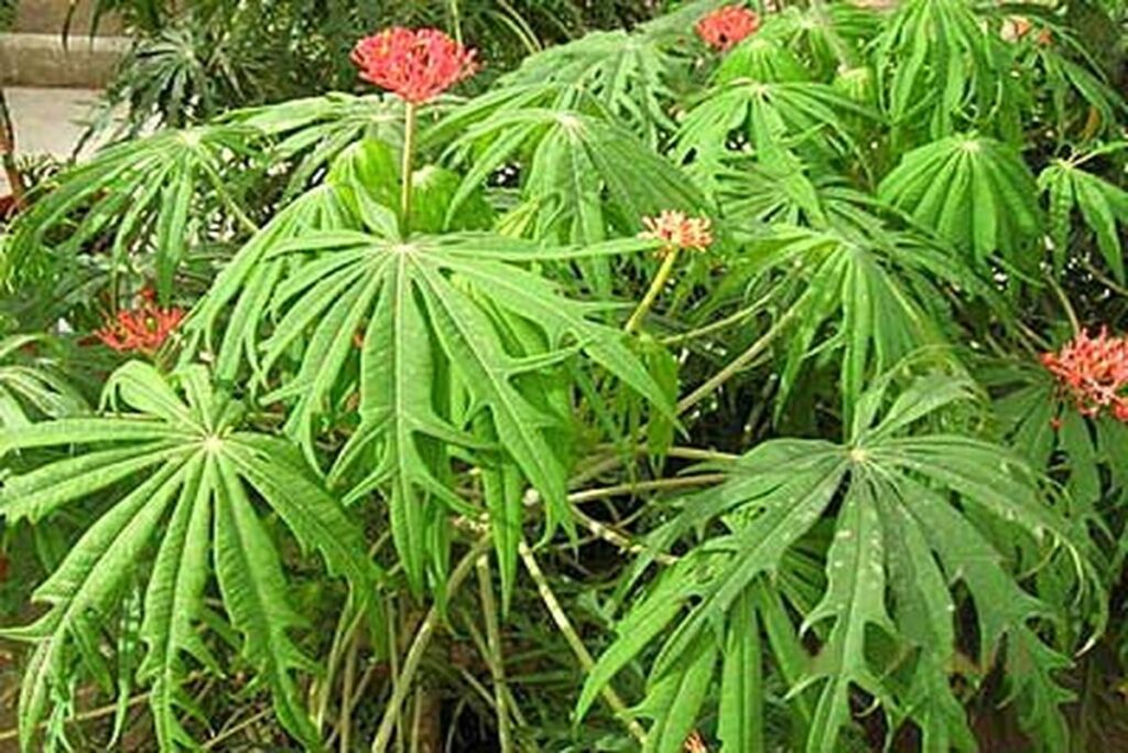 Manfaat Tanaman Yodium