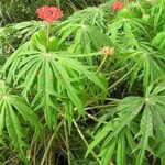 Manfaat Tanaman Yodium