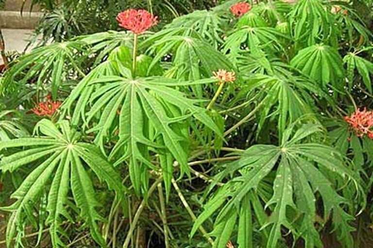 Manfaat Tanaman Yodium Bagi Kesehatan