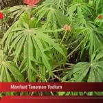 Manfaat Tanaman Yodium Untuk Jerawat