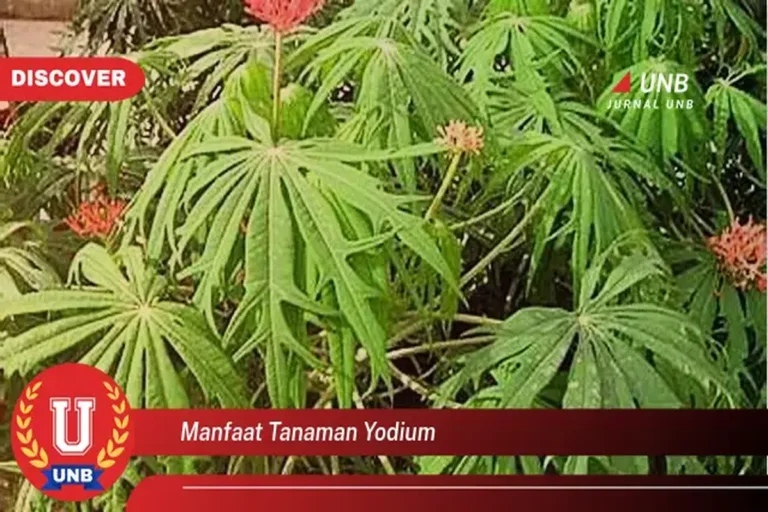 Manfaat Tanaman Yodium Untuk Jerawat