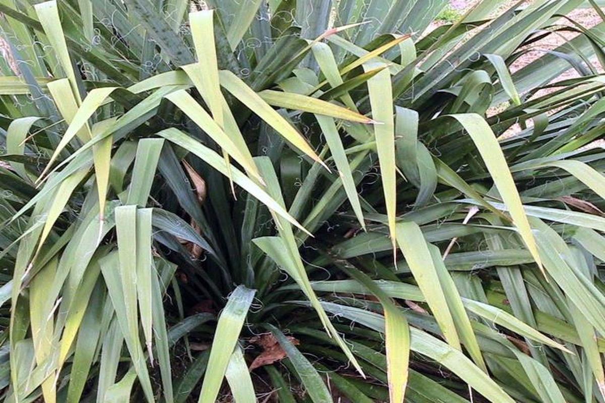 Manfaat Tanaman Yucca
