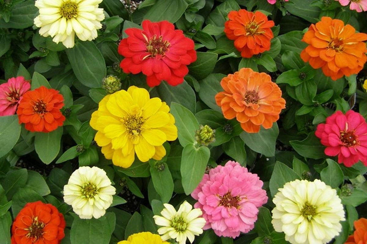 Manfaat Tanaman Zinnia