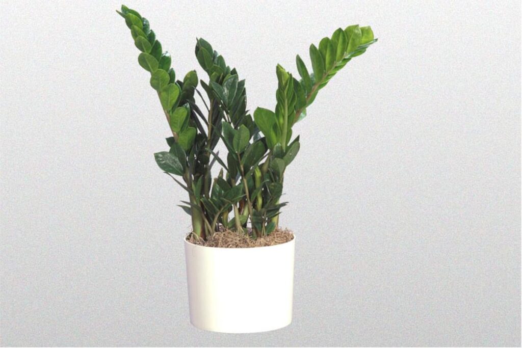 Manfaat Tanaman Zz Plant
