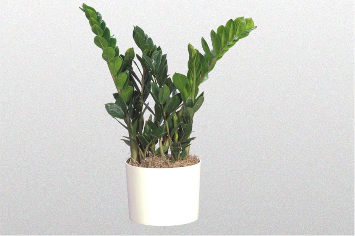 Manfaat Tanaman Zz Plant
