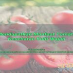 Manfaat Tomat Untuk Wajah